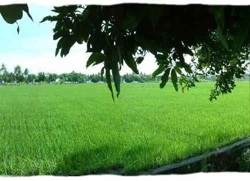 Sawah Lovina Hotel Exterior photo